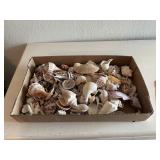 Flat of sea shells
