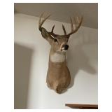 Deer head mount