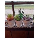 Artificial succulents in window