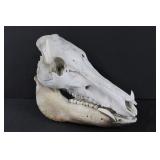 Vintage boar skull