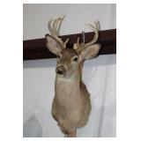 8 point deer mount