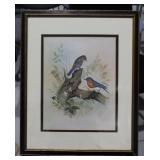 Framed vintage print of bird