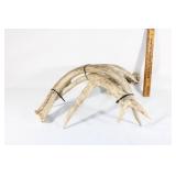 10 point deer antlers