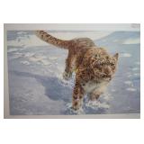 The chase snow leopard