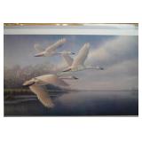 Fanfare trumpeter Swan