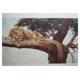 Out on a limb cougar