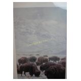Winter Grazing Bison