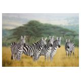 Undivided Attention zebras by Charles Frace