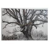 Landmark Tree by Paul Calle