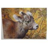 Mountain Baby - Bighorn Sheep by Carl Brenders