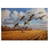 Golden Bounty - Canada Goose by David A Maas