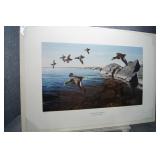 Stony Point Bluebills Ron by Van Gilder