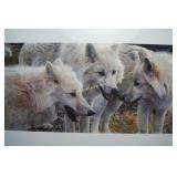 Carl Brenders "Tundra Summit - Arctic Wolves"
