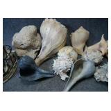 Large Lot of Sea Shells and Décor