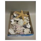 Assorted Sea Shells, Starfish & Sand Dollars