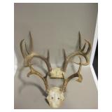 2 Deer Antler Racks On Partial Skulls