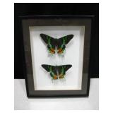 Shadowbox w/ 2 Moth Specimens - 8" x 10"