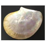 7" Mother Of Pearl Shell 7" Mother Of Pearl Shell