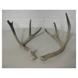 Lot Of 2 Weathered Antlers