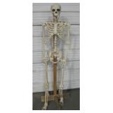 Plastic Human Skeleton Display 60" Tall
