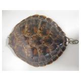 16" Tortoise Shell