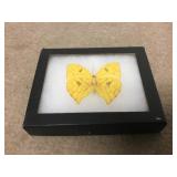 Phoebis Rurina Butterfly Moth Specimen Boxed