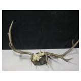 Pair Of Large Antlers w/ Wall Mount - 1 Loose Pair Of Large Antlers w/ Wall Mount - 1 Loose