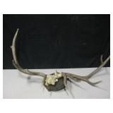 Pair Of Large Antlers w/ Wall Mount - 1 Loose