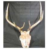 Deer Or Elk Skull With 7 Point Antler Rack