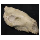 8" Oreodon Oligocene Fossil - 35 Million Years Old