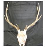 Deer Or Elk Skull With 10 Point Antler Rack