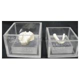 Upper & Lower Raccoon Jaws w/ Displays