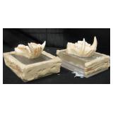 Pigtail Macaque Primate Upper & Lower Jaw