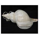 16" Long Conch Shell Light