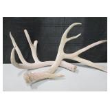Pair 4 Point Deer Antlers w/ 2 Damaged Ends