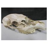 Vintage Game / Farm / Mammal Skull
