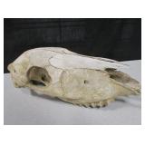 Vintage Game / Farm / Mammal Skull