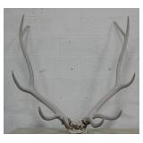 38" Across 10 Point Elk Rack