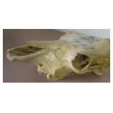 Cow Skull w/ Painted Wolf - Signed