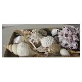 Box Lot of Sea Shells