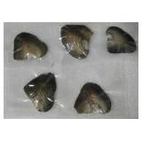 Lot of 5 Oysters, Sealed in Plastic