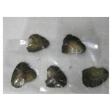 Lot of 5 Oysters, Sealed in Plastic