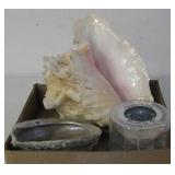 9" Conch Shell, Iridescent Shell & Candle