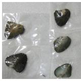 Lot of 5 Oysters, Sealed in Plastic