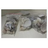 Various Size & Shapes of Shells