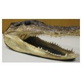 7" Long Alligator Head