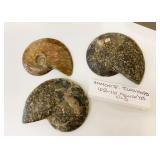 Ammonite "Cleoniceras" Fossils 102-110 Million