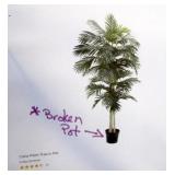 Bay Isle Home Cane Palm Tree *Pot Broken*