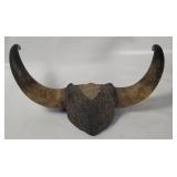 Bull Steer Horns Wall Decor