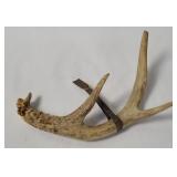 Decorative Small Deer Antler 8'